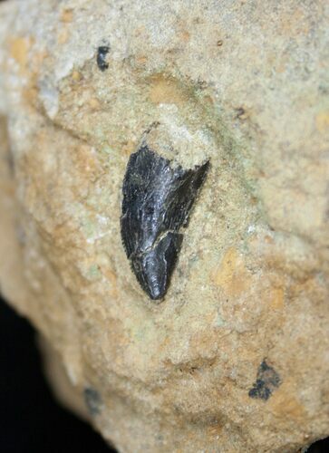 Inch Allosaurus Tooth In Matrix - Dana Quarry #1682